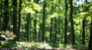 Nature blur tree background image 3