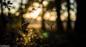 Nature bokeh background image
