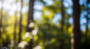 Nature bokeh background image 5