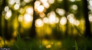 Nature bokeh background image 7