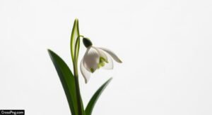 Nature white background image