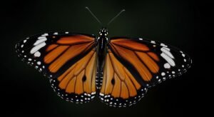 Orange black background image 4