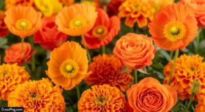Orange floral background image
