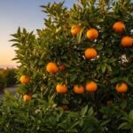 Orange tree background image 2