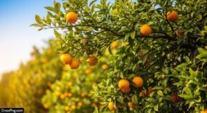 Orange tree background image 3
