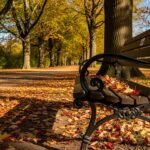Park bench background image