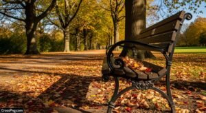 Park bench background image
