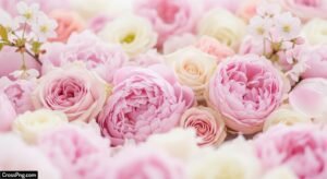 Pastel pink flower background image