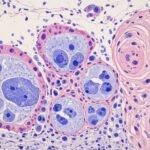 Pathology background image 3