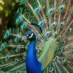 Peacock background hd image