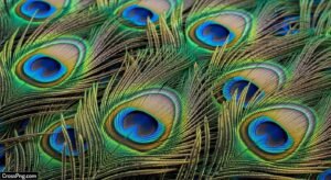 Peacock background image 3