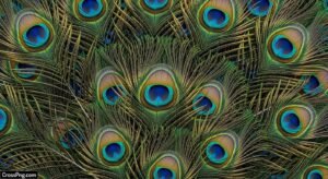 Peacock feather background image 2