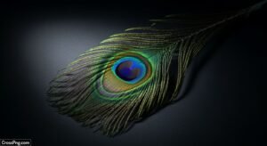 Peacock feather on black background image 2