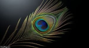 Peacock feather on black background image 3