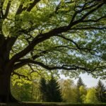 Picsart tree background hd image