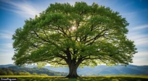 Picsart tree background hd image 2