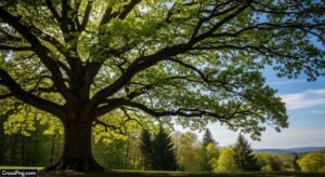 Picsart tree background hd image