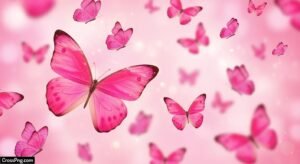 Pink butterfly background image