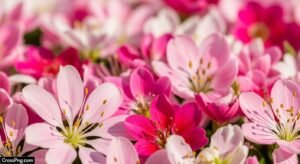 Pink flower background hd image