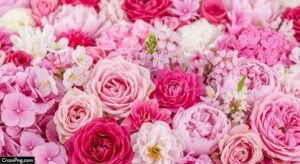 Pink flower background hd image
