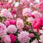 Pink flower background image