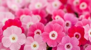 Pink flower background image 6