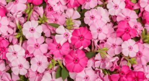 Pink flower background image 7