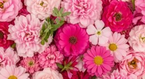 Pink flowers background image 2