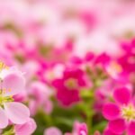 Pink flowers background image 3