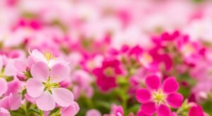 Pink flowers background image 3