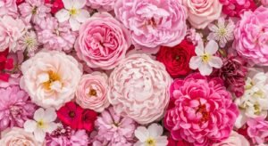 Pink flowers background image