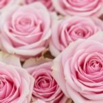 Pink rose flower background image