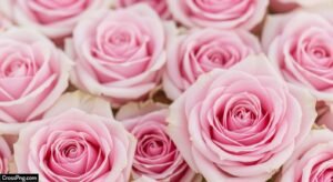 Pink rose flower background image