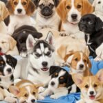 Puppies for background image