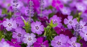 Purple floral background image 4