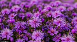 Purple flower background hd image
