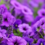 Purple flower background image 4