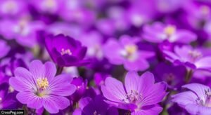 Purple flower background image 5