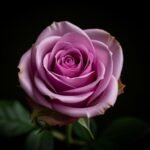 Purple rose on black background image 2