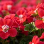Red flower background image