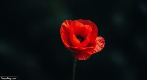 Red flower black background image