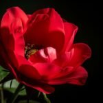 Red flower black background image 3