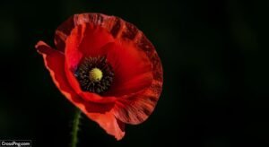 Red flower black background image