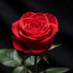 Red rose black background image