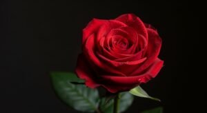 Red rose black background image 3