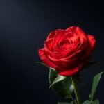 Red rose on a black background image