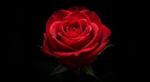 Red rose on a black background image 3