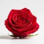 Red rose white background image