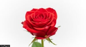 Red rose white background image