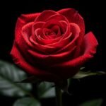 Rose black background image